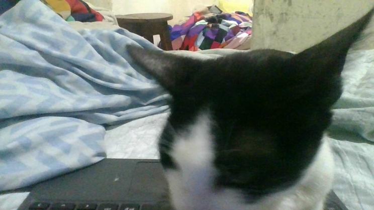 a picture of my cat doing silly things on a laptop